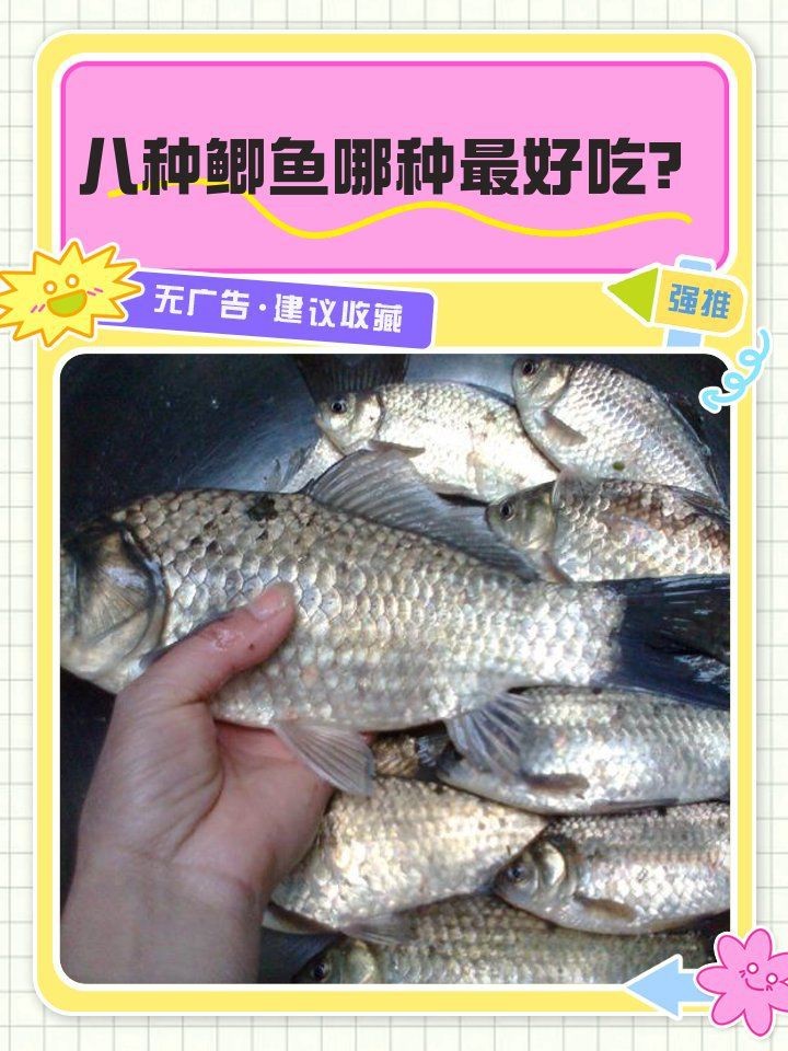 鯽魚品種排名第一名