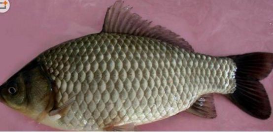 鯽魚品種排名第一名