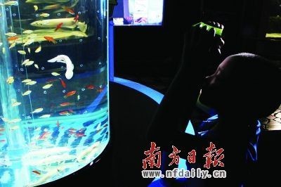 六角恐龍魚的壽命是幾年（六角恐龍魚的壽命一般在10到15年左右，但這個數字并不是絕對的） 六角恐龍魚的壽命是幾年（六角恐龍魚的壽命一般在10到15年左右，但這個數字并不是絕對的） 龍魚百科 第3張
