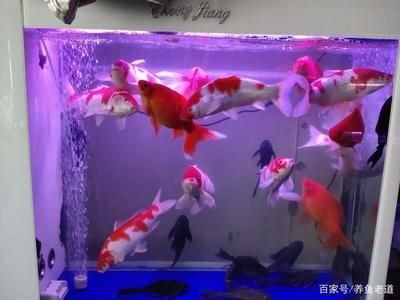 龍魚入缸吉祥話怎么說（龍魚入缸吉祥話）