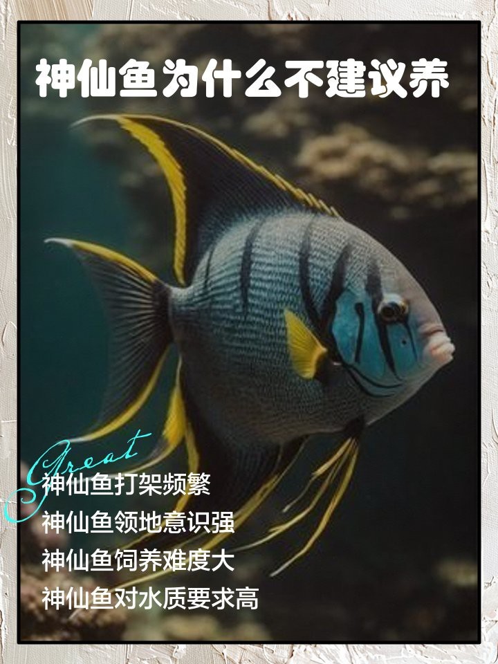 神仙魚為什么不建議養