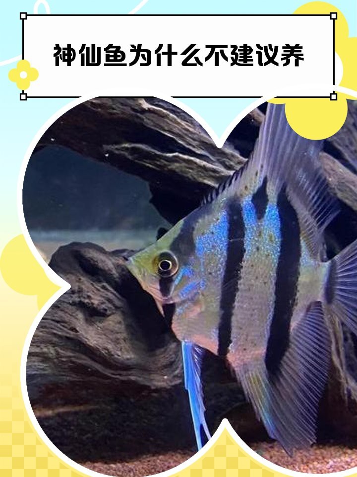 神仙魚為什么不建議養