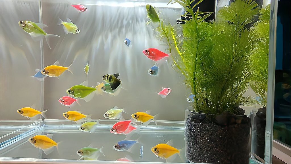 神仙魚為什么不建議養