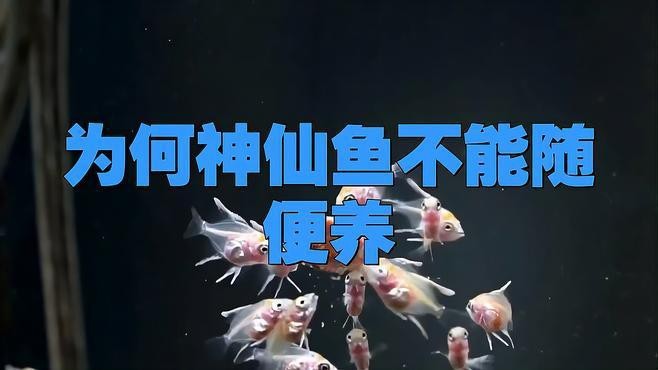 神仙魚為什么不建議養