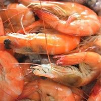 紅頭的魚是什么魚