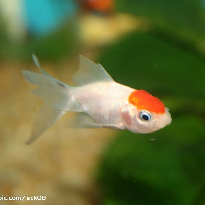 紅頭的魚是什么魚