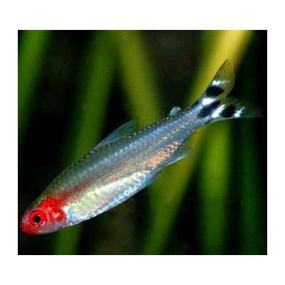 紅頭的魚是什么魚