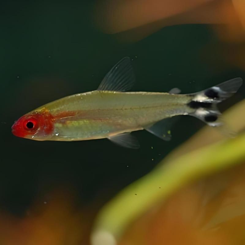 紅頭的魚是什么魚