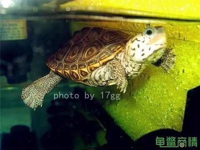 龍魚吃蝦干有營養(yǎng)嗎？：龍魚吃蝦干是否具有足夠的營養(yǎng)，龍魚吃蝦干有營養(yǎng)嗎