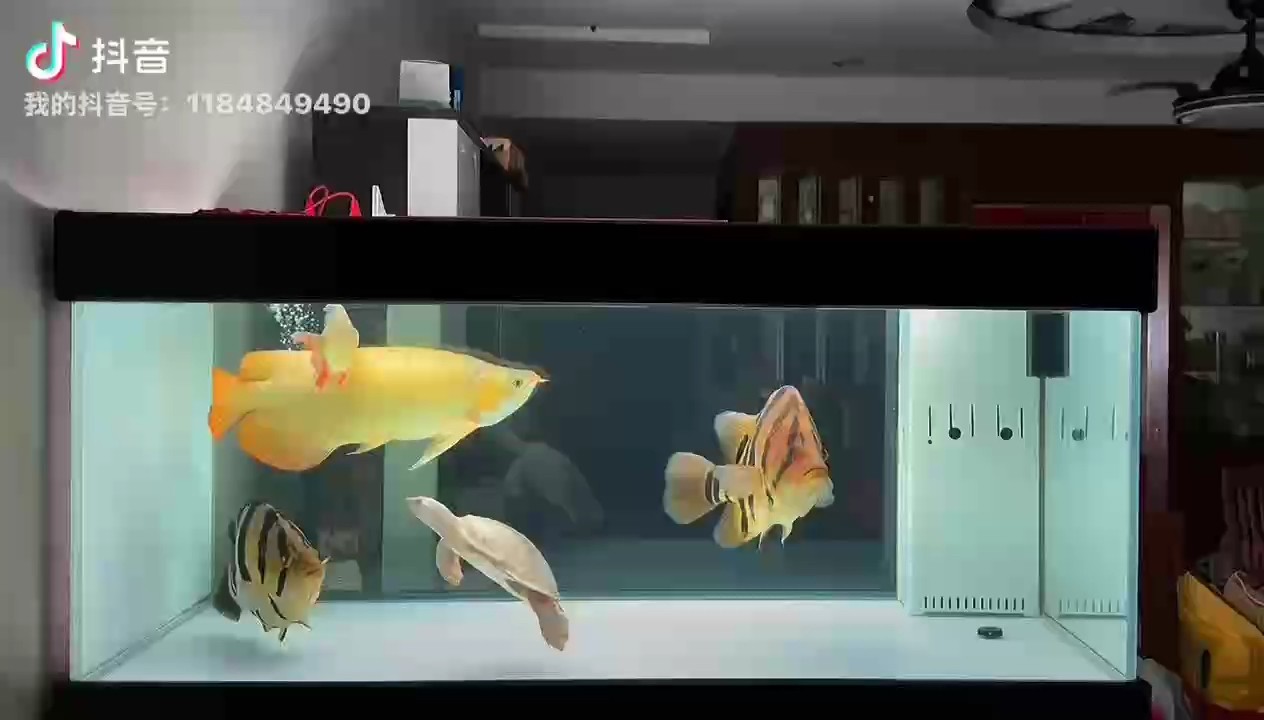 安靜的夜里獨(dú)自看看魚！