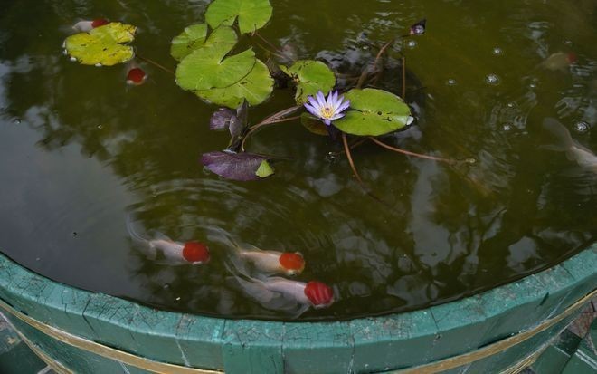 有哪些金魚品種會參加比賽？
