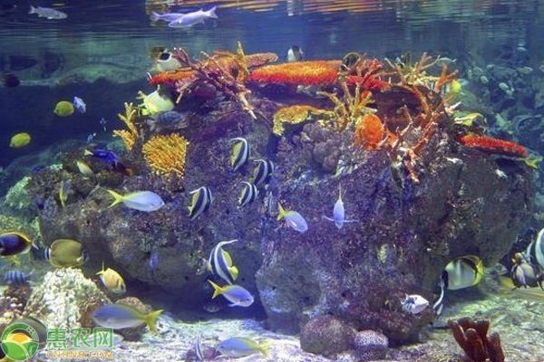 魚缸水質維護的詳細步驟：如何選擇適合魚缸的過濾器
