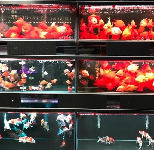 廣州觀賞魚批發市場