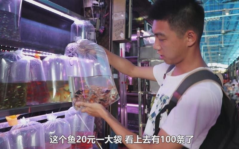 廣州觀賞魚批發市場