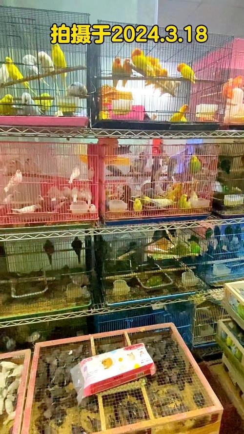 廣州觀賞魚批發市場