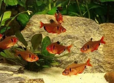 用太陽能的水給龍魚換水行嗎