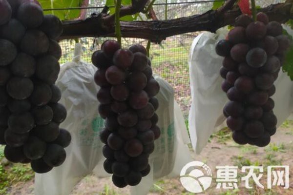 晴王貴還是陽光玫瑰貴