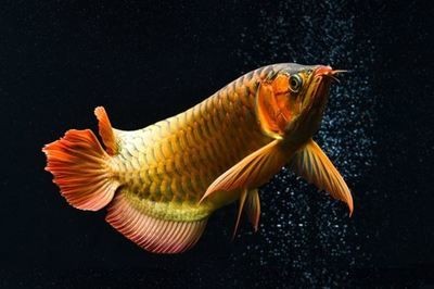 國內龍魚經銷商排名前十：2024年國內龍魚經銷商排名前十