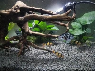 方形小魚缸適合養(yǎng)哪些魚：小魚缸養(yǎng)護(hù)技巧養(yǎng)護(hù)技巧小魚缸養(yǎng)魚的養(yǎng)護(hù)技巧