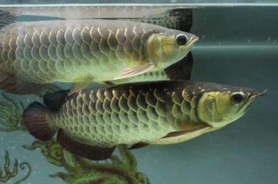 國內龍魚經銷商有哪些品牌的，國內龍魚經銷商