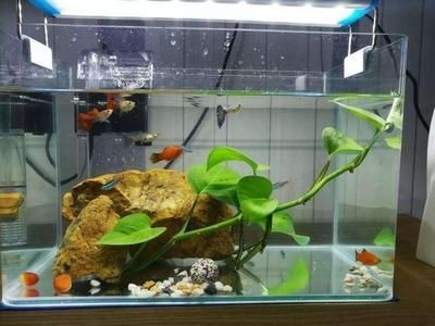 80缸養龍魚搭配幾條魚：養龍魚時需要特別注意魚缸的大小，因為龍魚的體型較大