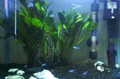 黑色背景的魚缸適合養多種魚類，黑魚混養指南黑魚混養指南：黑色背景的魚缸適合養多種魚類