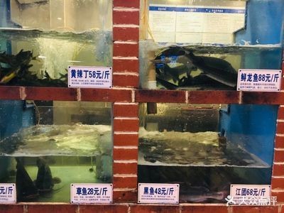 龍魚(yú)是什么時(shí)期就有的：龍魚(yú)的起源與種類