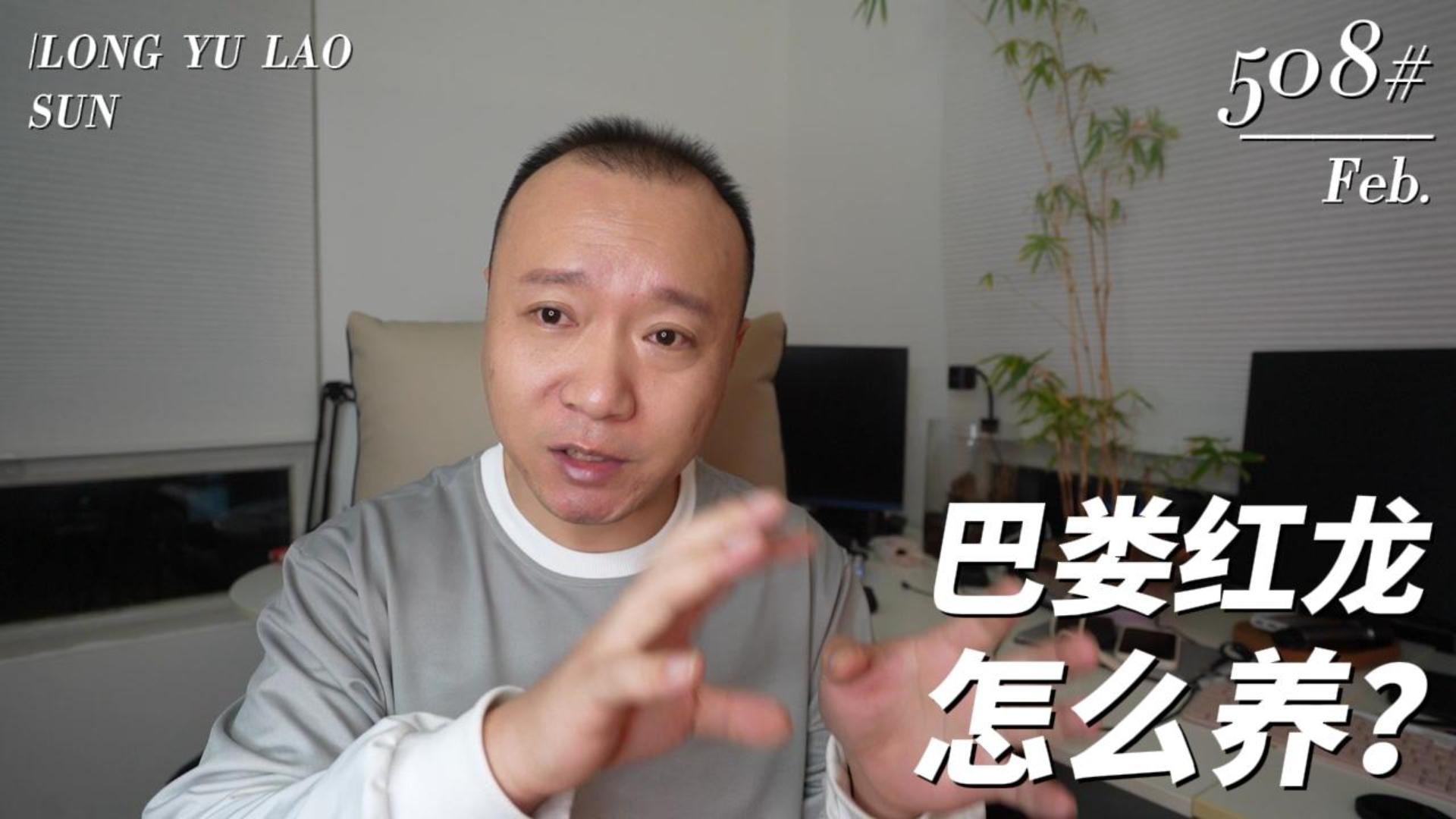 巴婁龍魚有哪些特點？ 巴婁龍魚有哪些特點？ 2025長城杯龍魚大賽 第1張