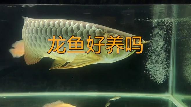 巴婁龍魚有哪些特點？ 巴婁龍魚有哪些特點？ 2025長城杯龍魚大賽 第2張