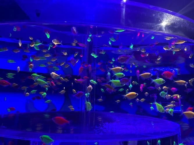 華晨寵物水族展