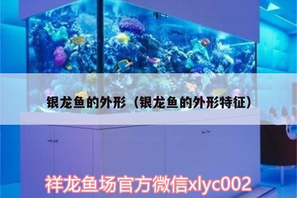 銀龍魚的外形（銀龍魚的外形特征）