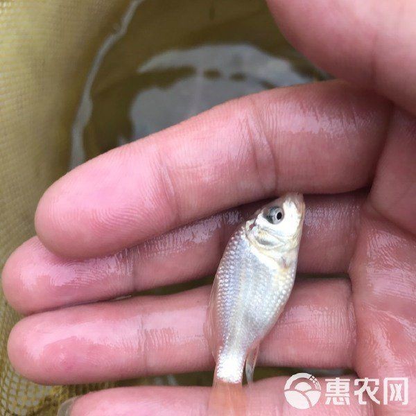 蝴蝶鯉最不值錢三個品種 蝴蝶鯉最不值錢三個品種 龍魚論壇 第1張