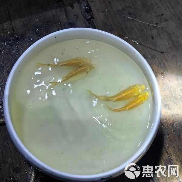 蝴蝶鯉最不值錢三個品種 蝴蝶鯉最不值錢三個品種 龍魚論壇 第2張