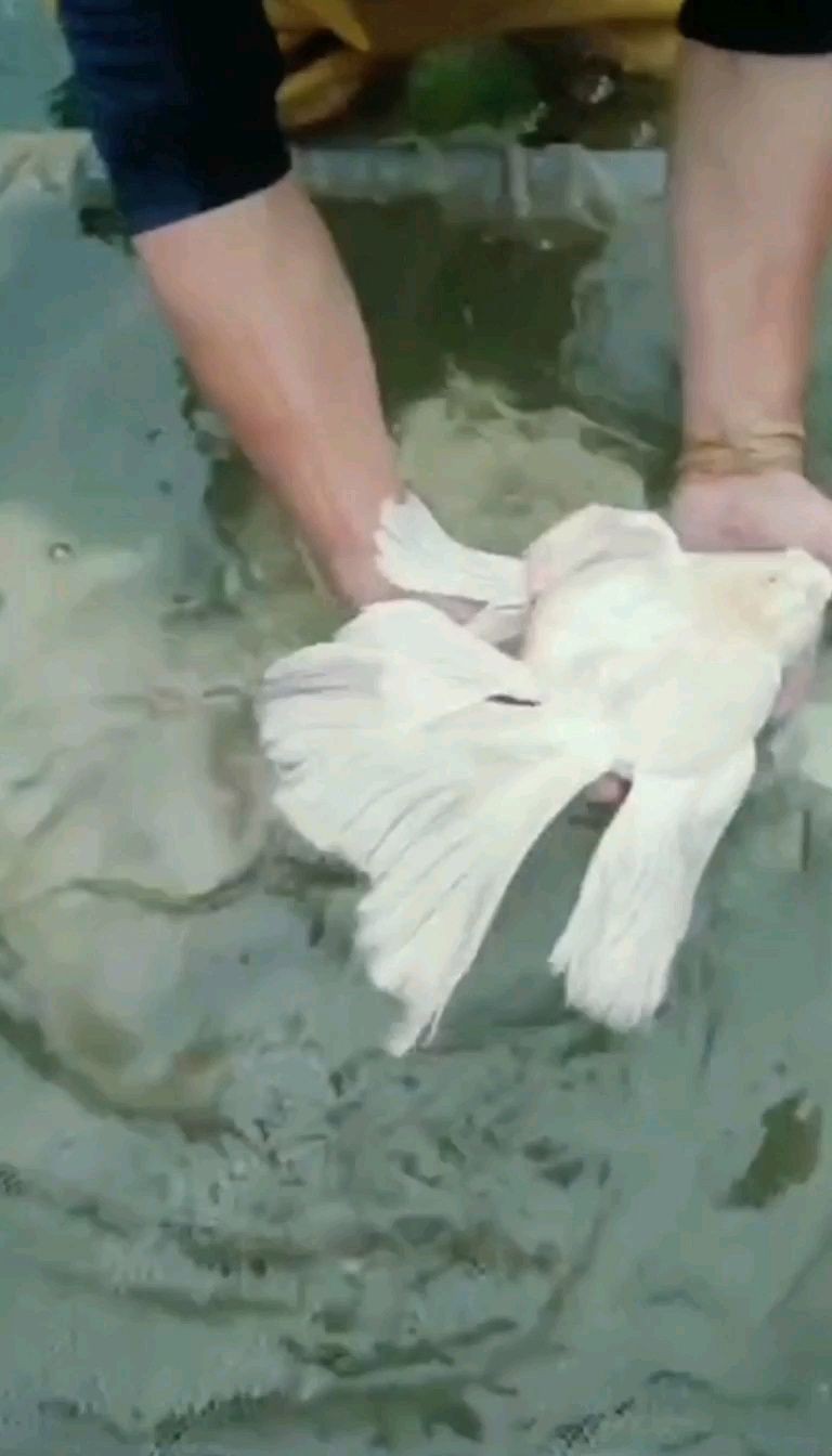 蝴蝶鯉最不值錢三個品種 蝴蝶鯉最不值錢三個品種 龍魚論壇 第4張
