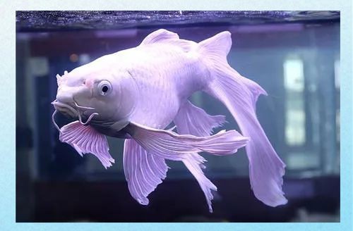 蝴蝶鯉最不值錢三個品種 蝴蝶鯉最不值錢三個品種 龍魚論壇 第13張