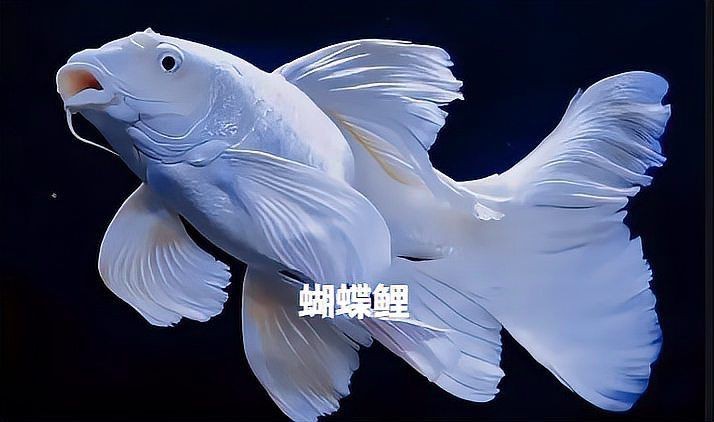 蝴蝶鯉最不值錢三個品種 蝴蝶鯉最不值錢三個品種 龍魚論壇 第19張
