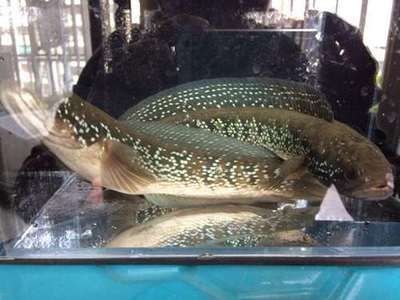 雷龍魚水溫過高如何處理：雷龍魚水溫過高怎么辦