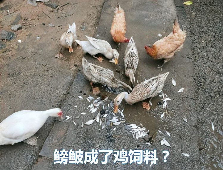 鳑鲏魚為何會被國家禁養
