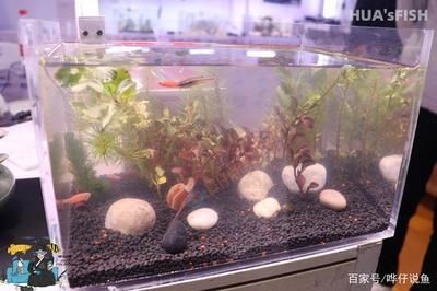 海水魚缸水發白霧蒙蒙的（如何搭建高效的魚缸過濾系統）