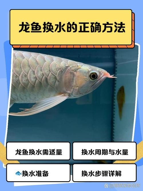 金龍魚魚苗的飼養難度大嗎？