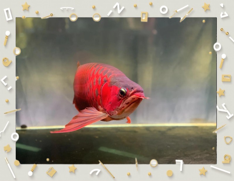 賽級紅龍魚最忌諱三個東西