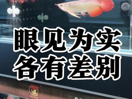 賽級紅龍魚最忌諱三個東西