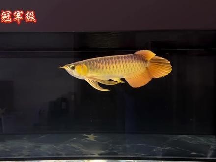 賽級紅龍魚最忌諱三個東西