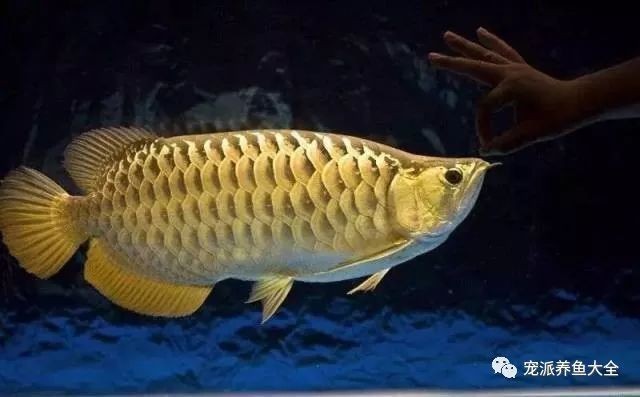 龍魚翹嘴和兜嘴一樣嗎？