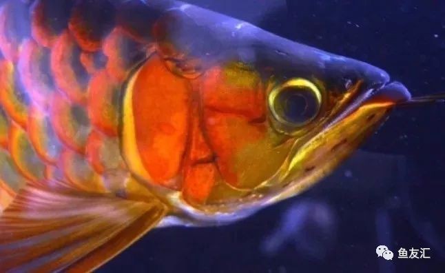 龍魚翹嘴和兜嘴一樣嗎？