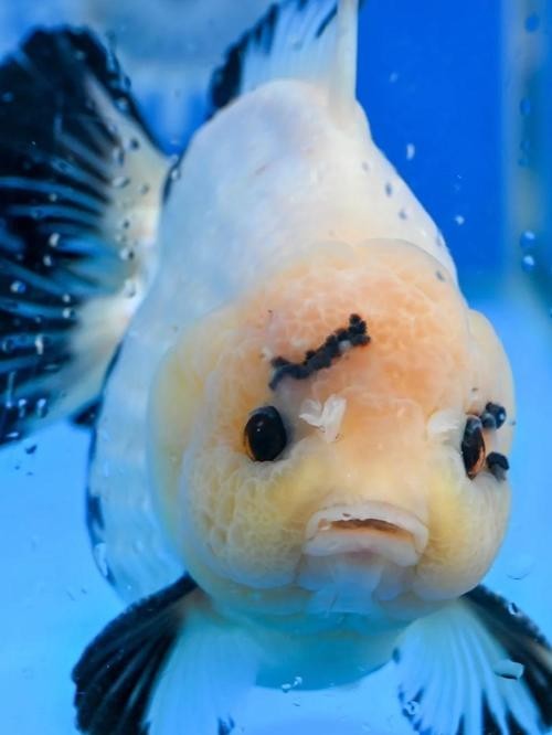 如何聯系福州市金魚行業協會？