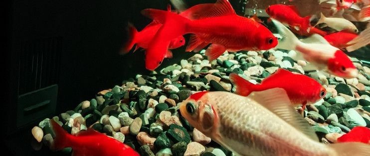 當貝智能魚缸1ultra:當貝智能魚缸1ultra燈光模式對比,智能魚缸1ultra用戶評價匯總 魚缸百科 第5張 當貝智能魚缸1ultra:當貝智能魚缸1ultra燈光模式對比,智能魚缸1ultra用戶評價匯總 當貝智能魚缸1ultra:當貝智能魚缸1ultra燈光模式對比,智能魚缸1ultra用戶評價匯總 魚缸百科 第5張