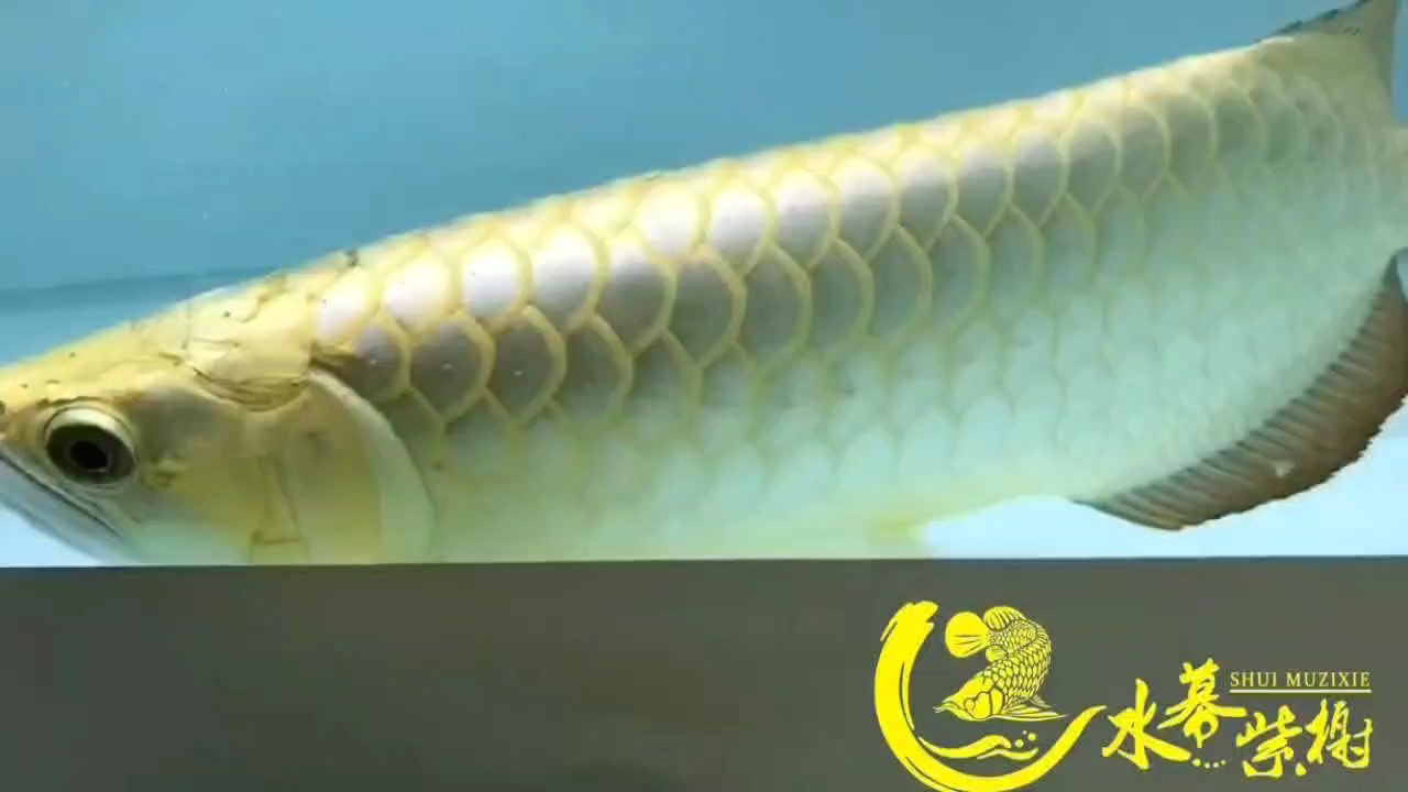 一條及畢業(yè)