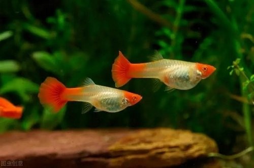 孔雀魚如何繁殖？