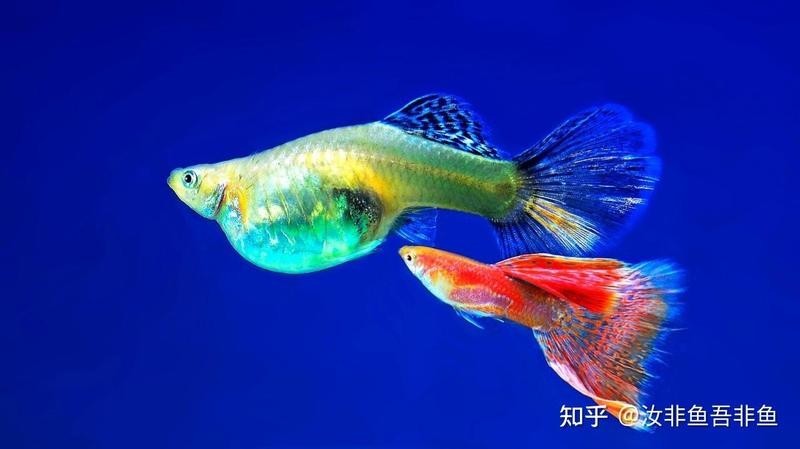 孔雀魚如何繁殖？